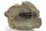 Alien-Looking Quadrops Trilobite - Spectacular Preparation #312727-3